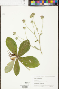 Elephantopus tomentosus image