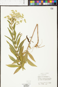 Eupatorium altissimum image