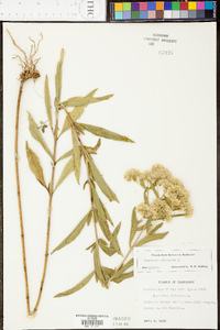 Eupatorium altissimum image