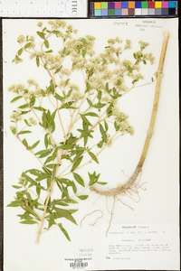 Eupatorium altissimum image