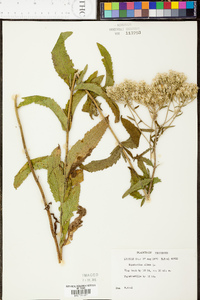 Eupatorium album image