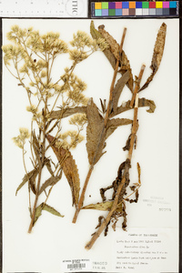 Eupatorium album image