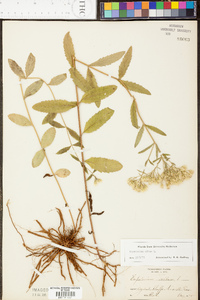 Eupatorium album image