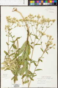 Eupatorium album image