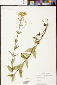 Eupatorium album image