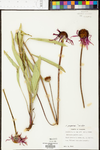 Echinacea pallida image