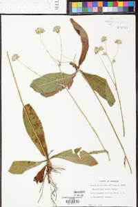 Elephantopus elatus image