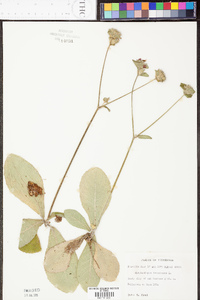 Elephantopus tomentosus image