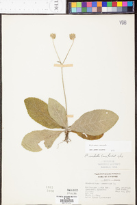 Elephantopus tomentosus image