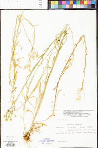 Erigeron strigosus var. calcicola image