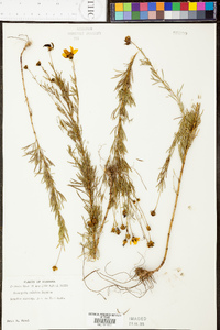 Coreopsis pulchra image