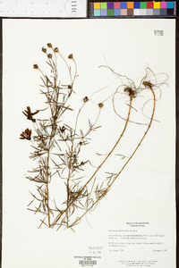 Coreopsis pulchra image