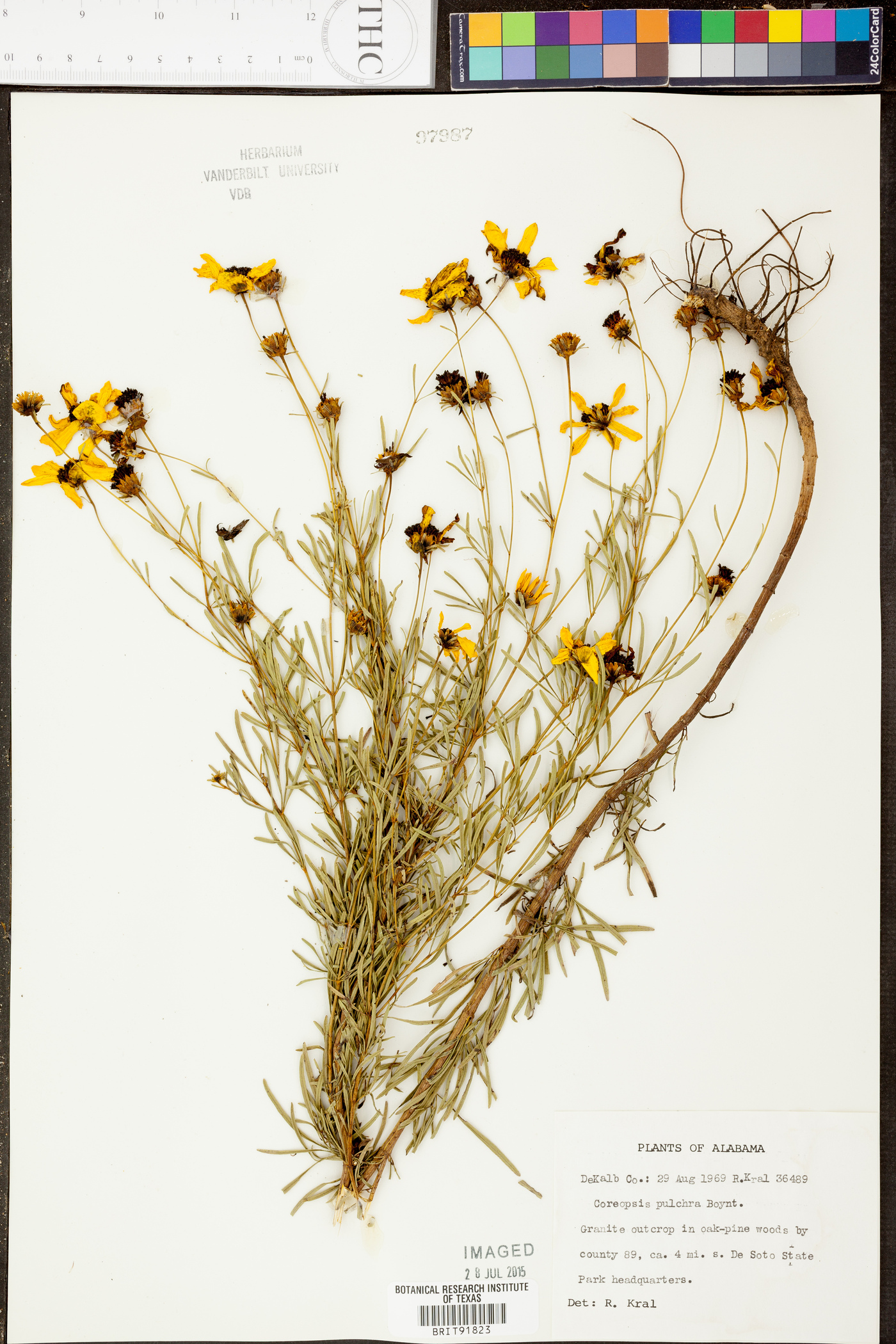 Coreopsis pulchra image