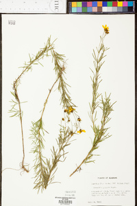 Coreopsis pulchra image