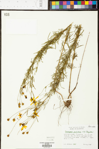 Coreopsis pulchra image