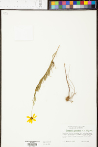 Coreopsis pulchra image