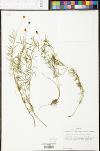 Coreopsis pulchra image