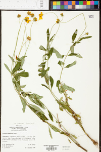 Coreopsis pubescens image