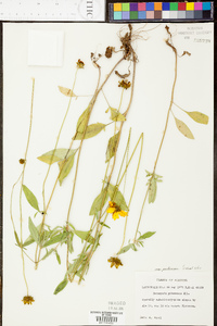 Coreopsis pubescens image