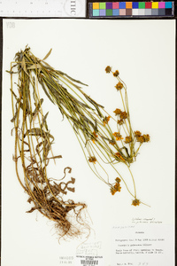 Coreopsis pubescens image