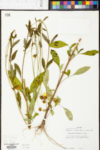 Coreopsis pubescens image