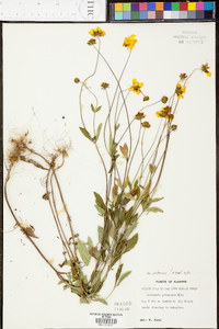 Coreopsis pubescens image