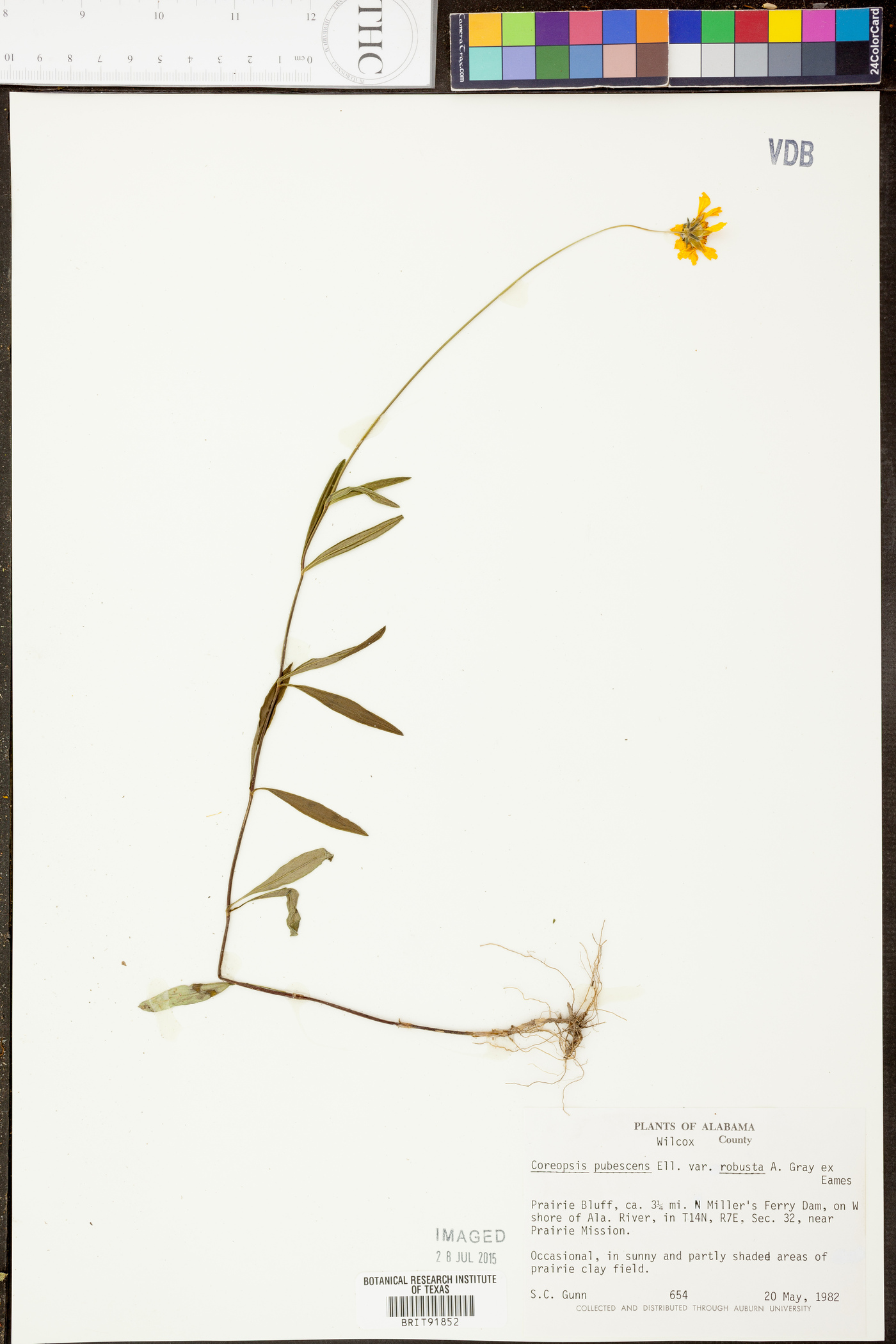 Coreopsis pubescens var. robusta image