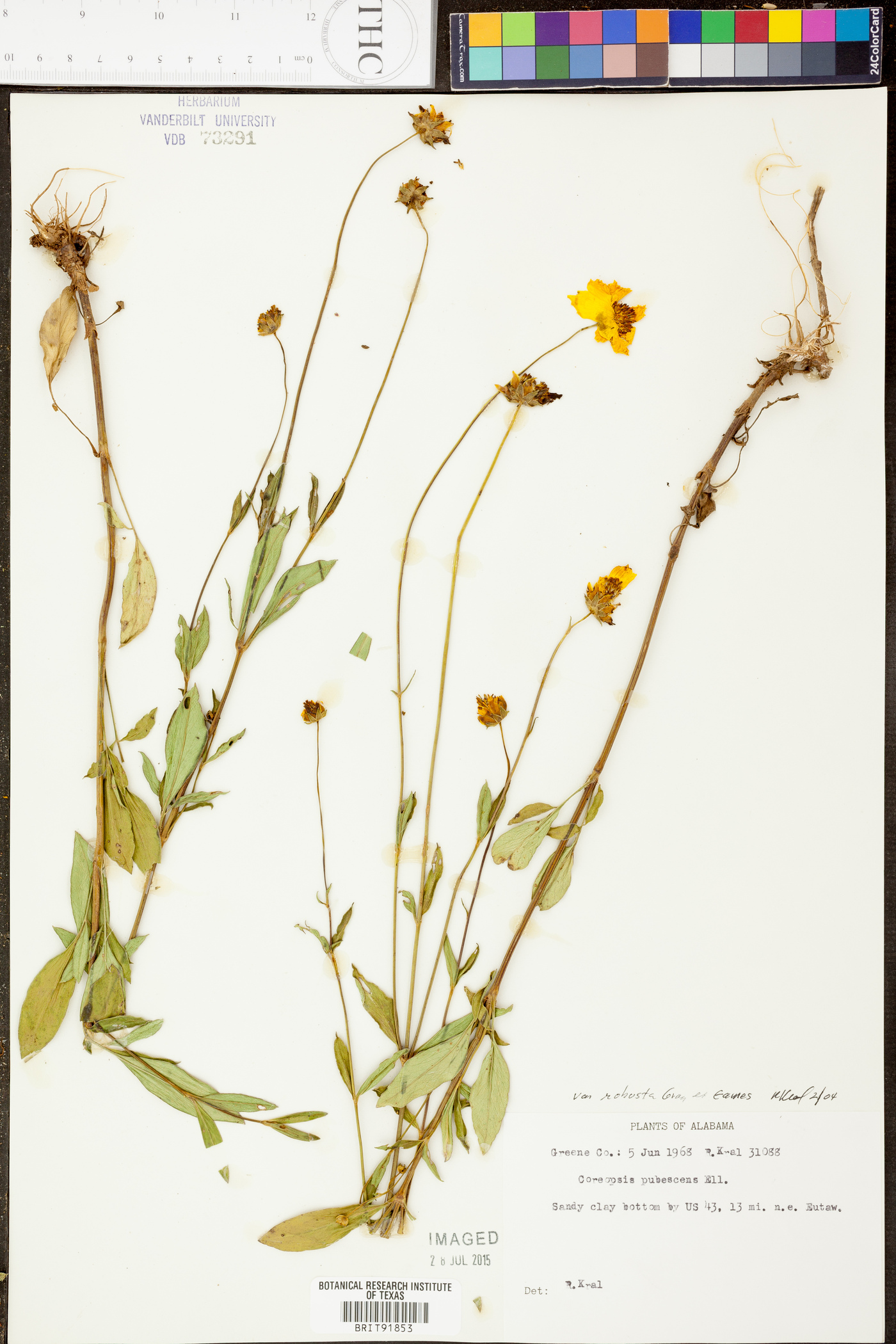 Coreopsis pubescens var. robusta image