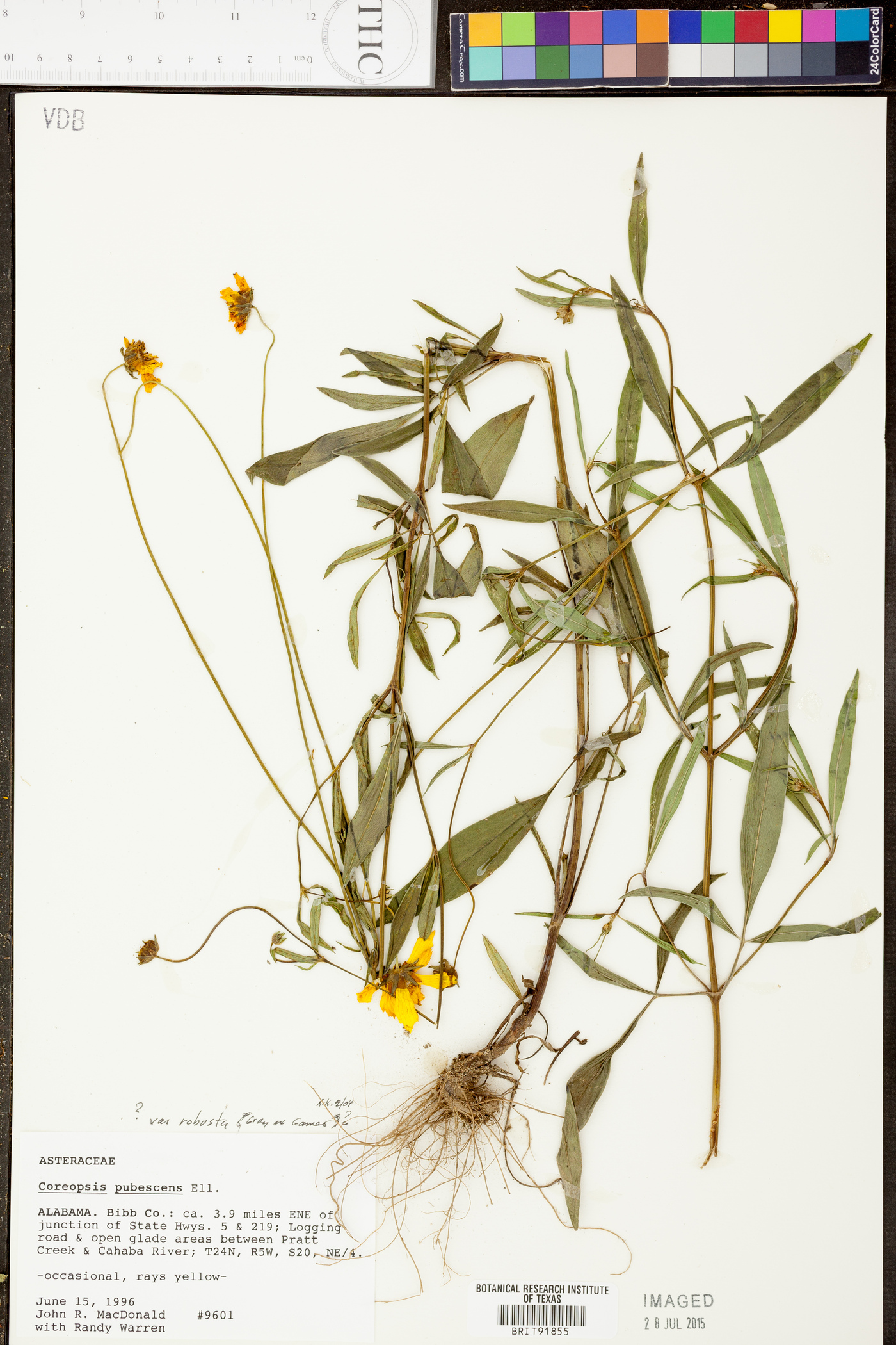 Coreopsis pubescens var. robusta image