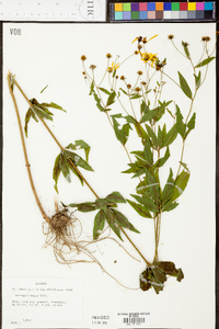 Coreopsis major image