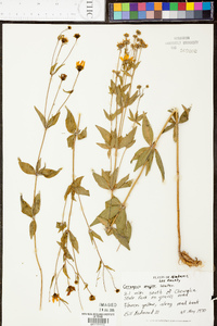 Symphyotrichum ontarionis image