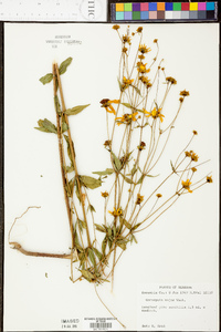 Symphyotrichum ontarionis image