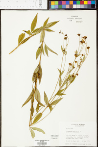 Coreopsis tripteris image