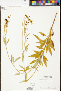 Coreopsis tripteris image