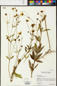 Coreopsis tripteris image