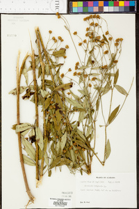 Coreopsis tripteris image