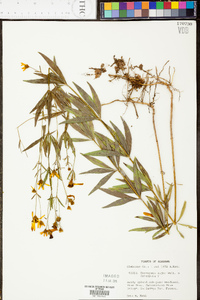Coreopsis stellata image