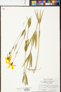 Coreopsis stellata image