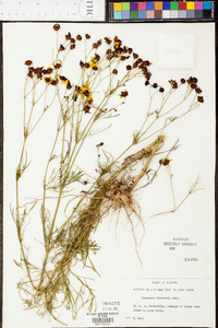 Coreopsis tinctoria image