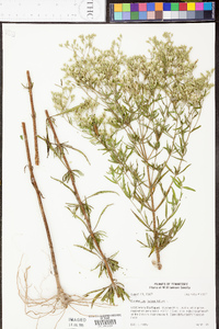 Eupatorium hyssopifolium image