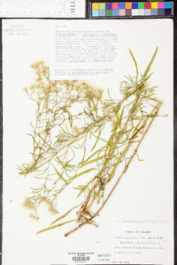 Eupatorium cuneifolium image