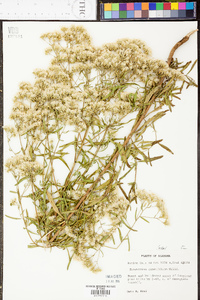 Eupatorium cuneifolium image