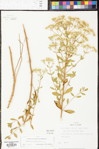 Eupatorium cuneifolium image