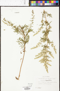 Eupatorium compositifolium image