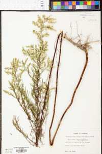 Eupatorium compositifolium image