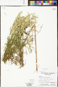 Eupatorium compositifolium image