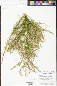 Eupatorium capillifolium image