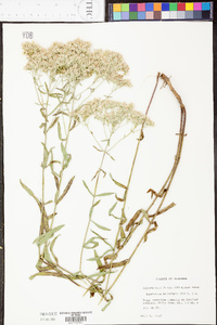 Eupatorium leucolepis image