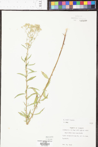 Eupatorium mohrii image