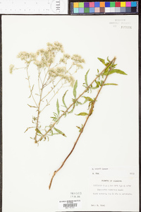 Eupatorium mohrii image